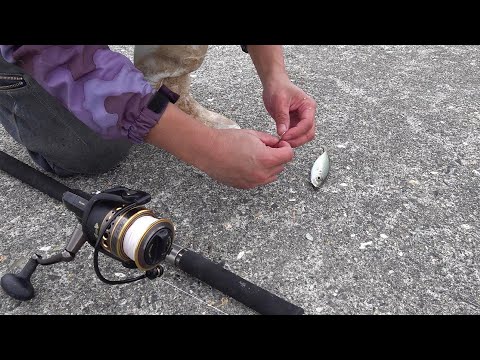 泳がせ釣りで超大物釣れた