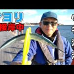 冬の釣りの大人気ターゲット「サヨリ」が大接岸！サヨリの釣り方・コツを覚えて挑戦しよう！いわき市小名浜港　１月の釣り