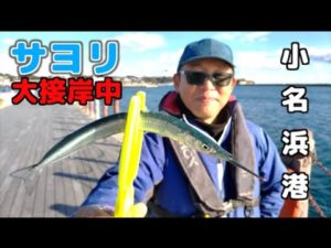 冬の釣りの大人気ターゲット「サヨリ」が大接岸！サヨリの釣り方・コツを覚えて挑戦しよう！いわき市小名浜港　１月の釣り