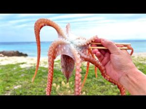 生タコの踊り食い（韓国料理サンナクチ・산낙지 ）