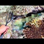 岩穴で寝てる魚をモリで刺して食べてみた