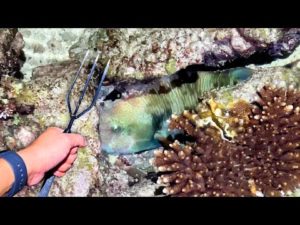 岩穴で寝てる魚をモリで刺して食べてみた