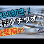 【タチウオ釣り】天秤仕掛けで良型太刀魚を釣りまくる！東京湾！絶品の脂のり！2023.1.9