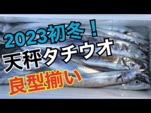 【タチウオ釣り】天秤仕掛けで良型太刀魚を釣りまくる！東京湾！絶品の脂のり！2023.1.9