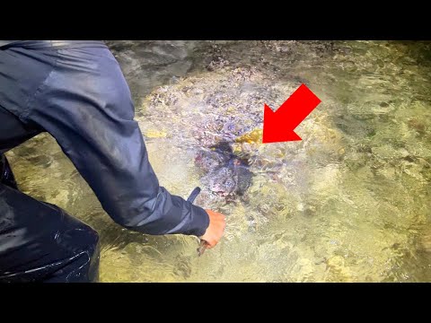 大穴に隠れてる3.7kgの巨大生物を捕獲して食べてみた