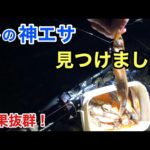 冬でも絶対に裏切らない！このエサの威力はやっぱりすごかった