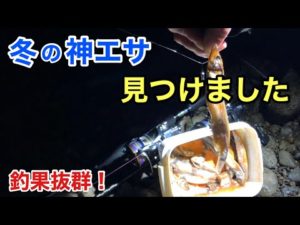 冬でも絶対に裏切らない!このエサの威力はやっぱりすごかった