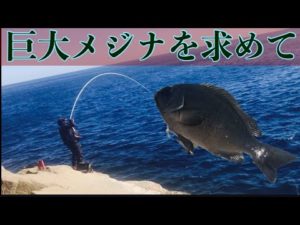 【グレ釣り　磯釣り】巨大グレを求めて