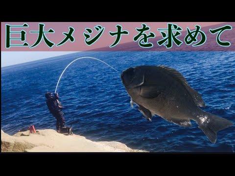 【グレ釣り　磯釣り】巨大グレを求めて