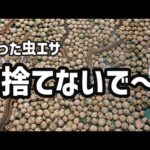 【冬の釣り】余った虫エサは自宅で保存。”釣り餌マンション”完成しました＾＾