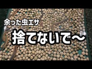 【冬の釣り】余った虫エサは自宅で保存。”釣り餌マンション”完成しました＾＾