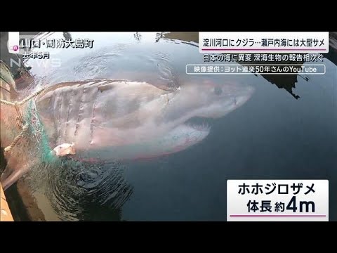 “迷い鯨”が注目集める中…日本の海に異変？「北上する大型サメ」温暖化による歪みか(2023年1月16日)