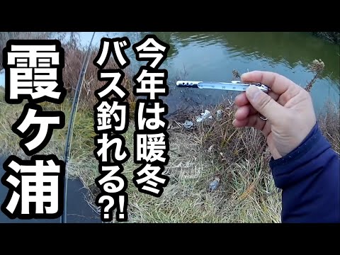 今週のバス釣り霞ヶ浦おかっぱりポイントガイド今年は暖かいというが‥2023年1月21日