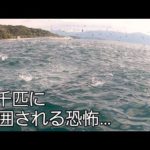 数千匹の巨体魚から包囲される恐怖の光景がヤバすぎます！