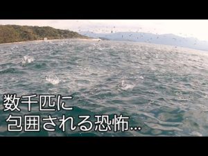数千匹の巨体魚から包囲される恐怖の光景がヤバすぎます!