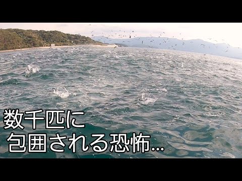 数千匹の巨体魚から包囲される恐怖の光景がヤバすぎます！