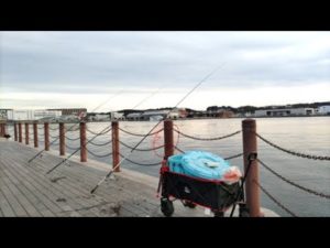 １月に港で「泳がせ釣り」が絶好調！？ブリ・ヒラメが釣れてるらしい！
