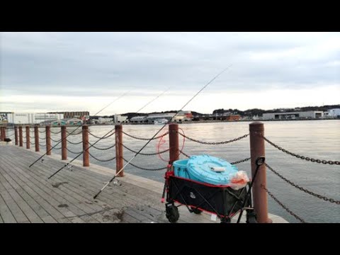 １月に港で「泳がせ釣り」が絶好調！？ブリ・ヒラメが釣れてるらしい！