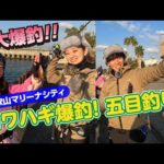 釣って食べて二度美味しい堤防のカワハギ釣り【ガッ釣り関西181】