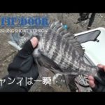 冬の波止のチヌフカセ釣り：厳しい状況のなか回遊チヌのチャンスは一瞬：石川県能登釣り