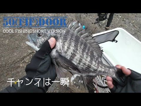 冬の波止のチヌフカセ釣り：厳しい状況のなか回遊チヌのチャンスは一瞬：石川県能登釣り