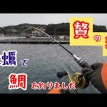 【筏釣り 海香】牡蠣で鯛を釣りました
