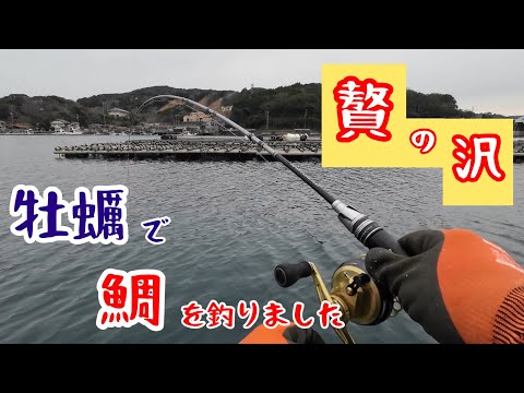 【筏釣り 海香】牡蠣で鯛を釣りました