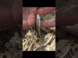 【釣りぶら散歩。】多摩川 福生 不思議で面白い場所で小物釣り。【淡水】#shorts