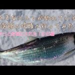 【ニシン釣り】人気釣り場に行ってみた【鈴なり】で釣ってる人もいた　函館釣り　北海道釣り　道南