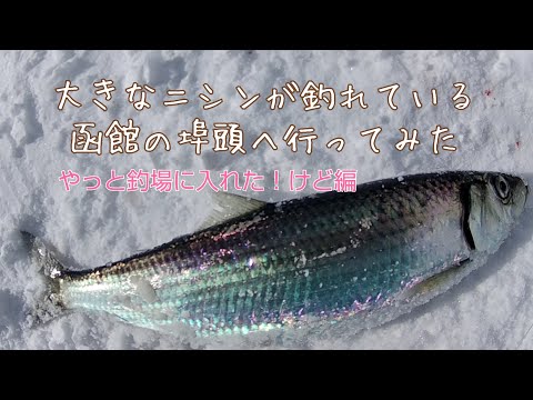 【ニシン釣り】人気釣り場に行ってみた【鈴なり】で釣ってる人もいた　函館釣り　北海道釣り　道南