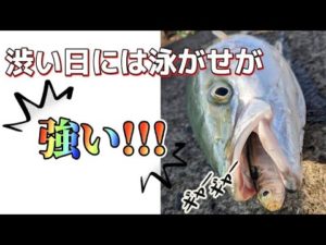 【泳がせ釣り】渋い日はノマセ釣り!!ルアーより簡単にブリ釣れます