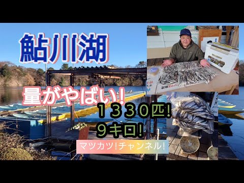 鮎川湖!ワカサギ釣り。量がやばい!釣れっぷり。