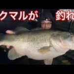 2匹釣れたよ！ネコソギDSRのデッドスローがうまく行ったよ！【琵琶湖おかっぱりス釣りライブ】