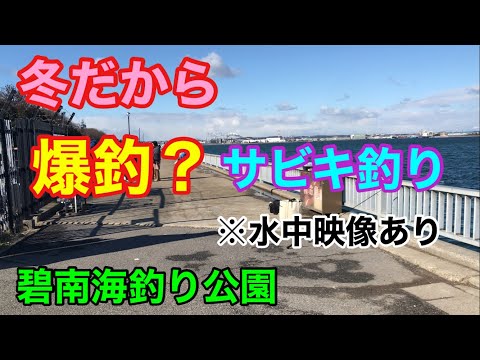 碧南海釣り公園 冬だから爆釣？なサビキ釣り 水中映像あり 碧南釣り広場