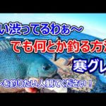 【磯釣り】食い渋ってるわぁ～って時でも何とかグレを釣る。南紀和歌山での寒グレ釣り。