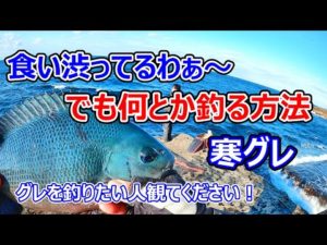 【磯釣り】食い渋ってるわぁ～って時でも何とかグレを釣る。南紀和歌山での寒グレ釣り。