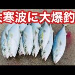 【自己最高記録達成】ブリ、メジロ12ヒットの大爆発！！釣ったカマス全て食われる超激熱の夜明け【飲ませ釣り】