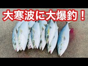 【自己最高記録達成】ブリ、メジロ12ヒットの大爆発！！釣ったカマス全て食われる超激熱の夜明け【飲ませ釣り】
