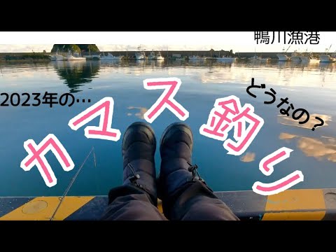 カマス釣り🎣　鴨川漁港✨