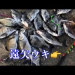 【チヌ釣り】遠矢ウキとダンゴでクロダイを釣りまくる剣豪【紀州釣り】