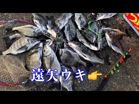 【チヌ釣り】遠矢ウキとダンゴでクロダイを釣りまくる剣豪【紀州釣り】