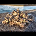かぶせ釣りに挑戦したい人必見！牡蠣の販売始めます！【バラシスタの牡蠣】