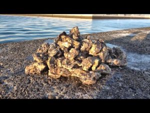 かぶせ釣りに挑戦したい人必見！牡蠣の販売始めます！【バラシスタの牡蠣】