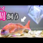 食用の鯛(タイ)を買って飼うことにしました。