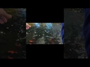 食い気凄い☺️#shorts #釣り #fishing