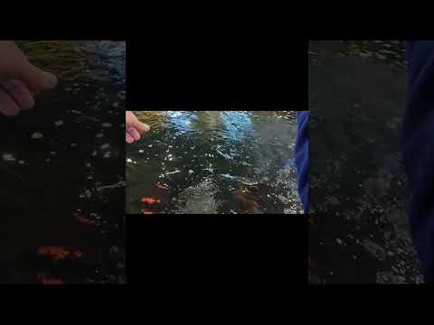 食い気凄い☺️#shorts #釣り #fishing