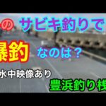 豊浜釣り桟橋 冬のサビキ釣りで爆釣なのは？