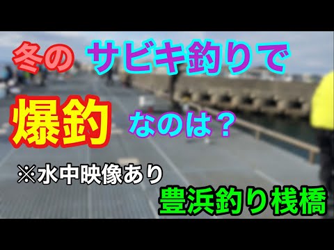 豊浜釣り桟橋 冬のサビキ釣りで爆釣なのは？