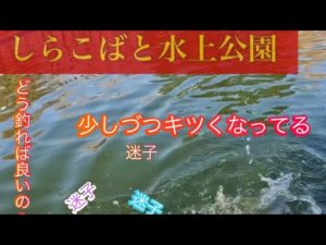 ちょこっと日向ぼっこ♪ついでに釣りも  #しらこばと水上公園 #プールフィッシング #管理釣り場
