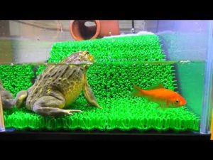 ウシガエルの水槽に金魚を泳がせると…捕らえることができるのか？